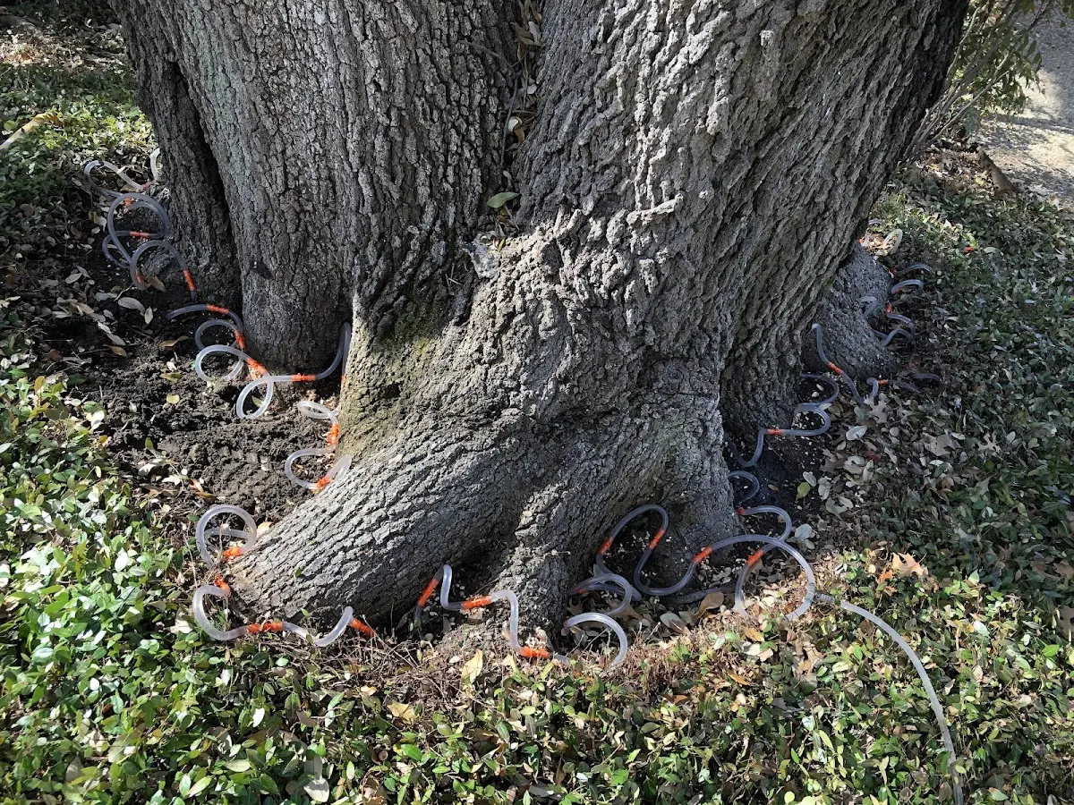 Detailed Shrub and Hedge Trimming job site in Collierville